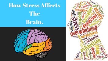 How Stress Affects The Brain